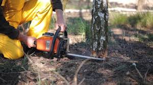 Best Fruit Tree Pruning  in Walnut Ridge, AR