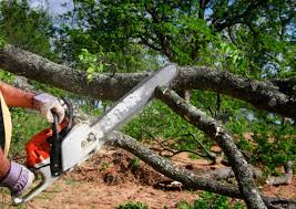 Best Commercial Tree Services  in Walnut Ridge, AR